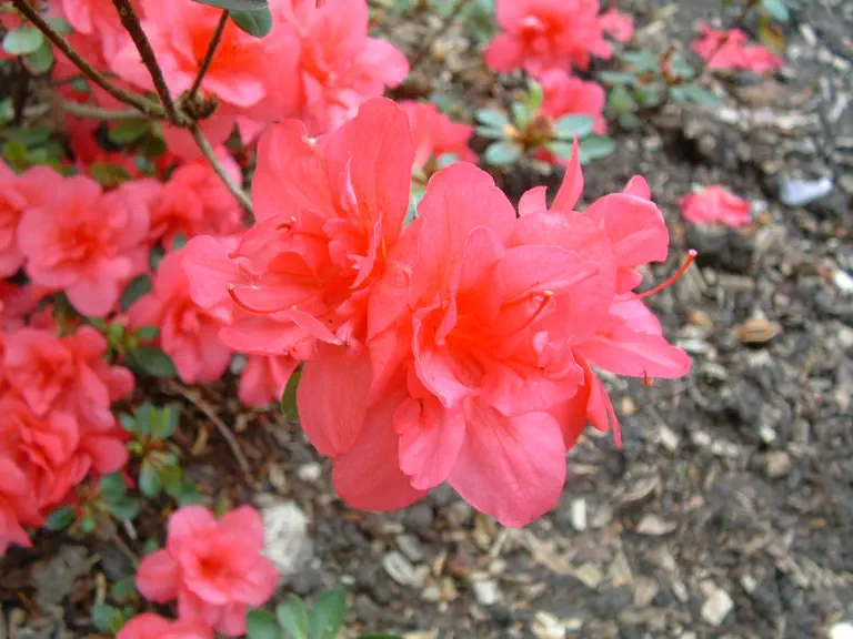 Photo of R. 'Christina', Evergreen Azalea Hybrid