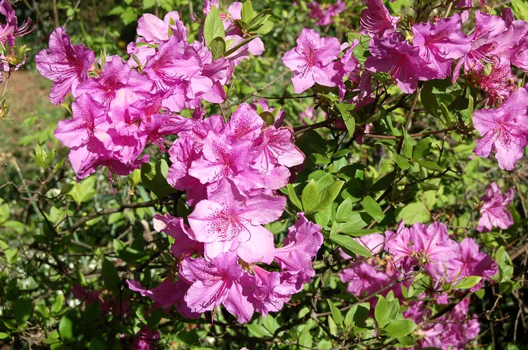 Photo of R. 'Big Joe', Evergreen Azalea Hybrid