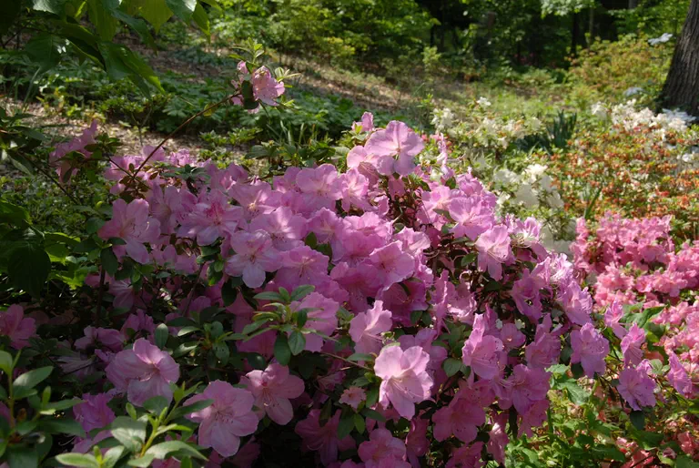 Photo of R. 'Corry', Evergreen Azalea Hybrid