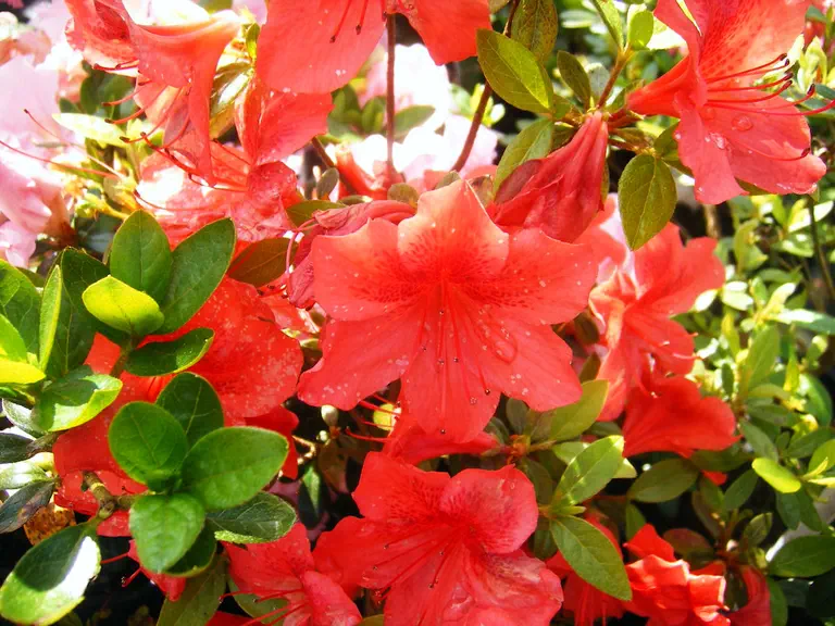 Photo of R. 'Bengal Fire', Evergreen Azalea Hybrid