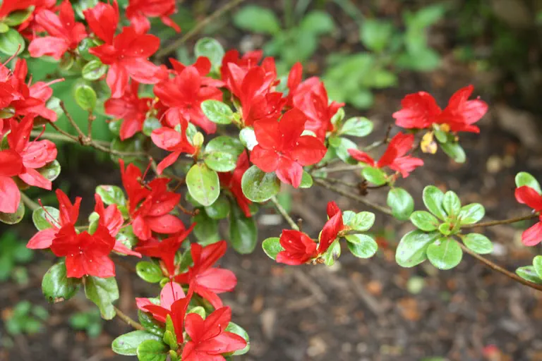 Photo of R. 'Rashomon', Evergreen Azalea Hybrid