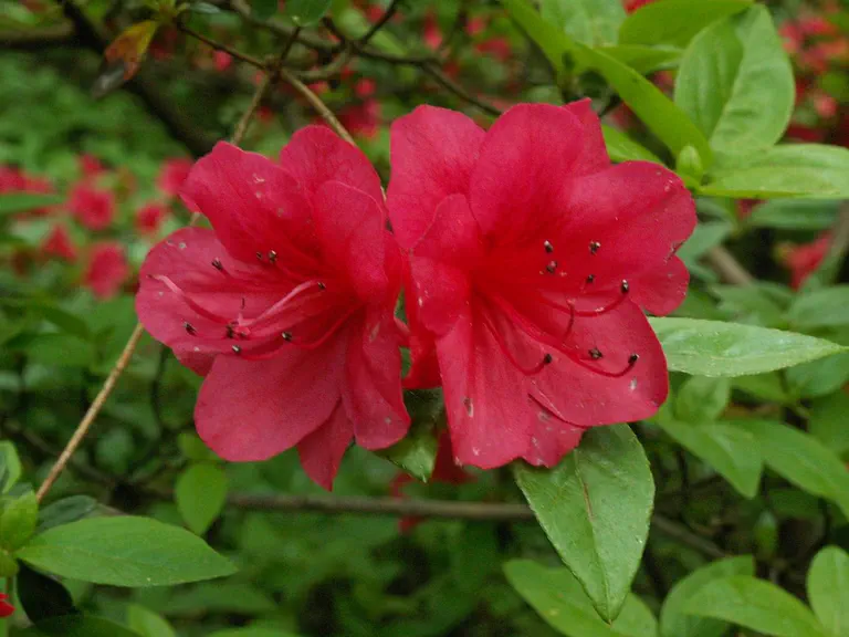 Photo of R. 'Carol', Evergreen Azalea Hybrid