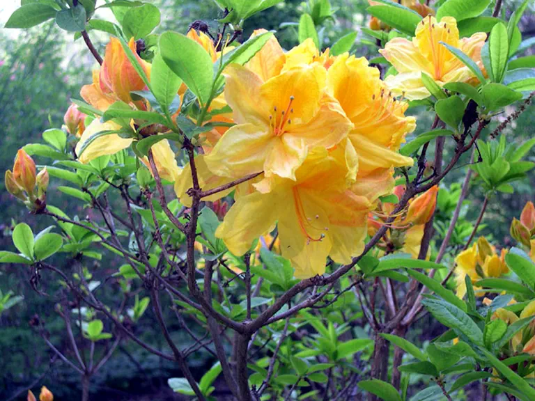 Photo of R. 'Bright Straw', Deciduous Azalea Hybrid