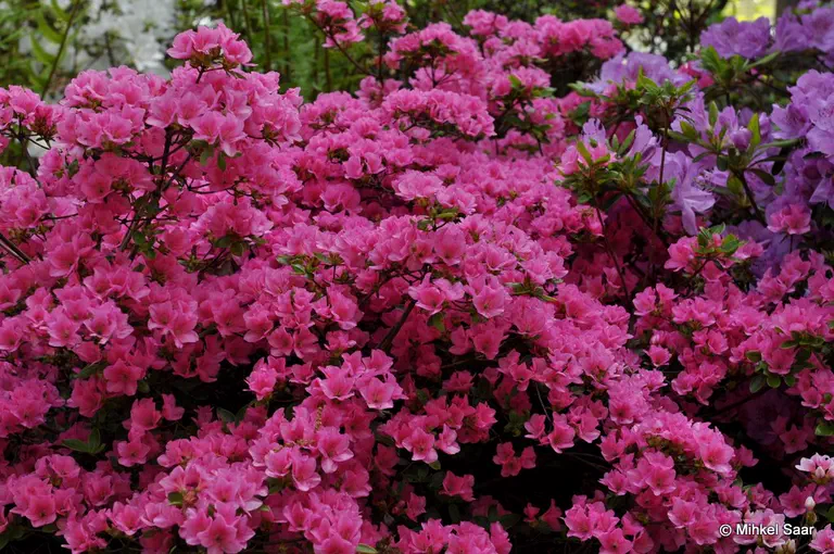 Photo of R. 'Vltava', Evergreen Azalea Hybrid