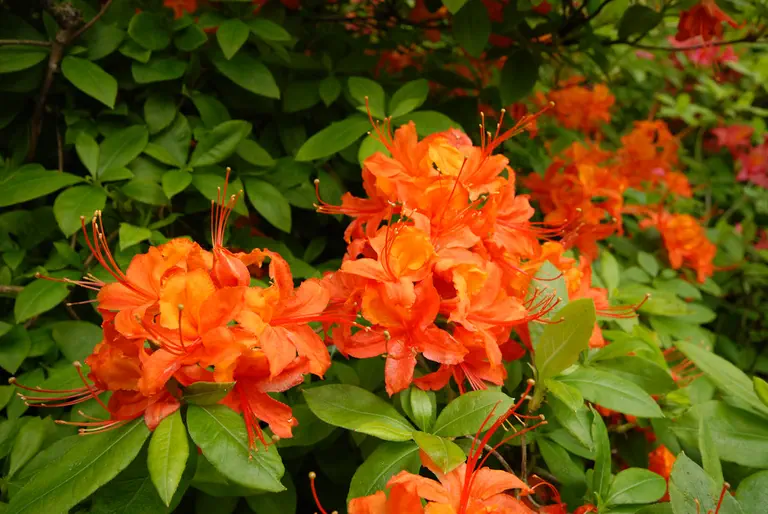 Photo of R. 'Gloria Mundi', Deciduous Azalea Hybrid
