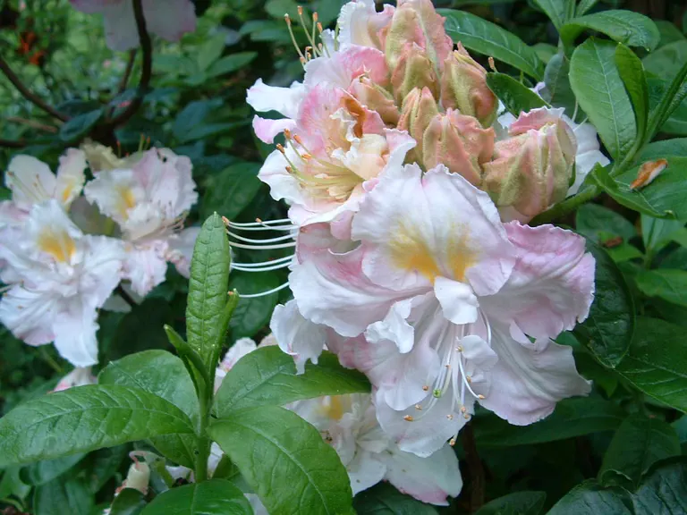 Photo of R. 'Gauche', Deciduous Azalea Hybrid