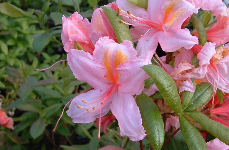 Photo of R. 'Chaffinch', Deciduous Azalea Hybrid