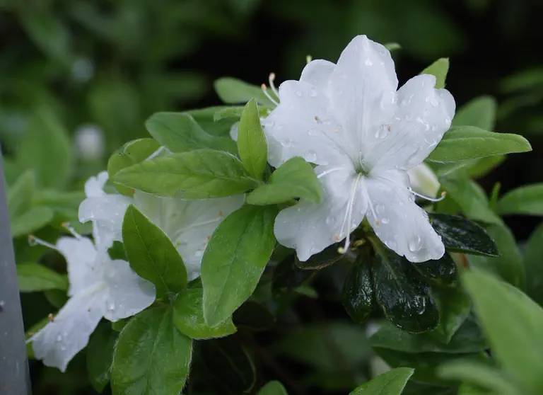 Photo of R. 'Arctic Fox', Evergreen Azalea Hybrid