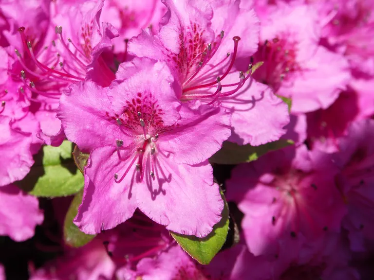 Photo of R. 'Königstein', Evergreen Azalea Hybrid