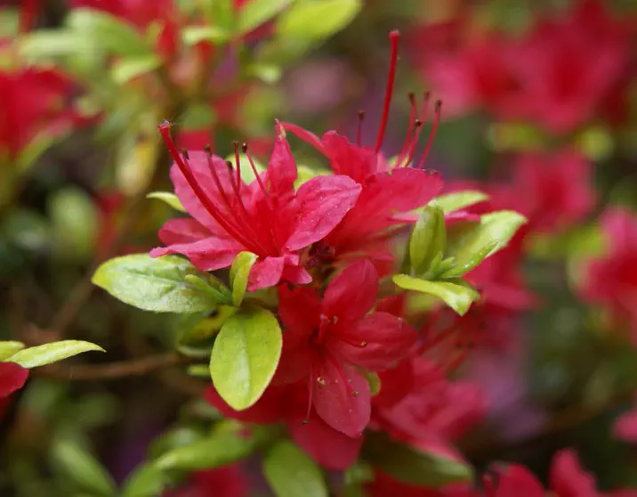 Photo of R. 'Ima-shojo', Evergreen Azalea Hybrid