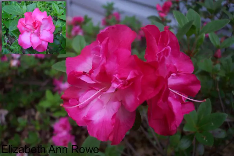 Photo of R. 'Elizabeth Ann Rowe', Evergreen Azalea Hybrid