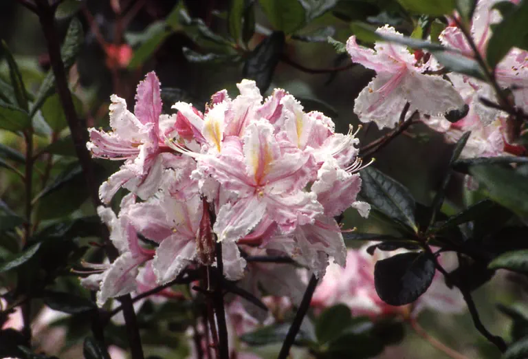 Photo of R. 'Frank Mossman', Deciduous Azalea Hybrid