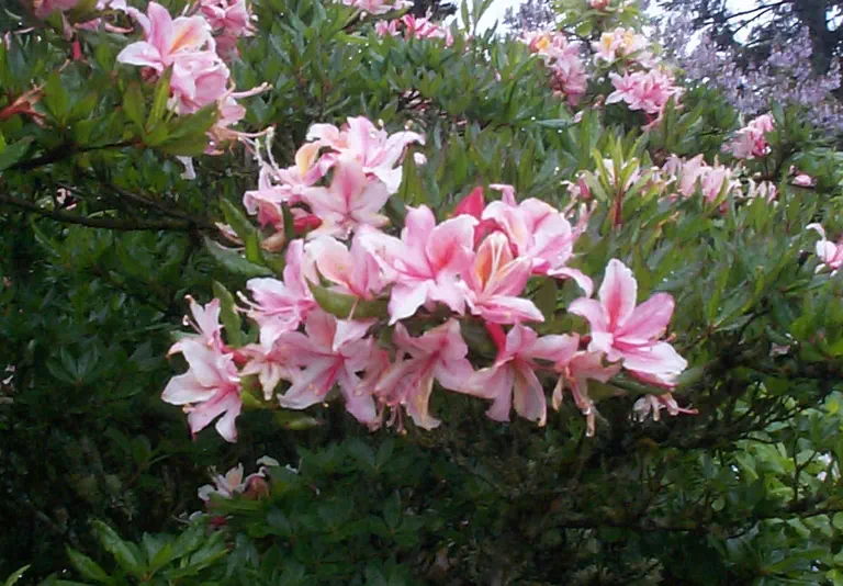 Photo of R. occidentale 'Tatum's Deep Pink', Deciduous Azalea Species Selection