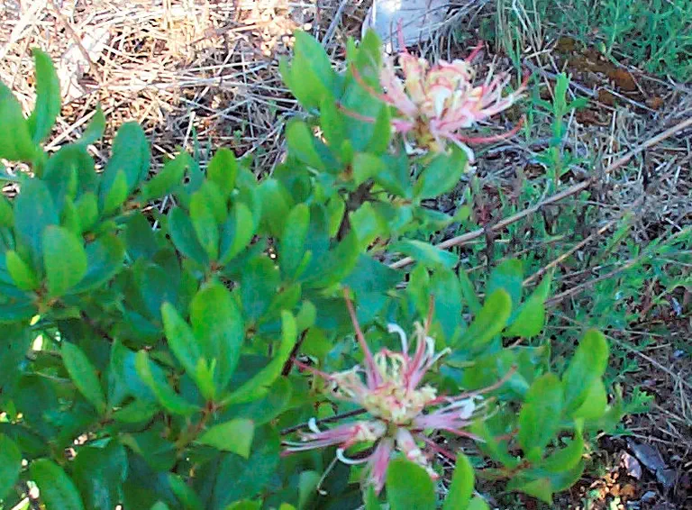 Photo of R. occidentale 'collectors nr. 2904', Deciduous Azalea Species Selection