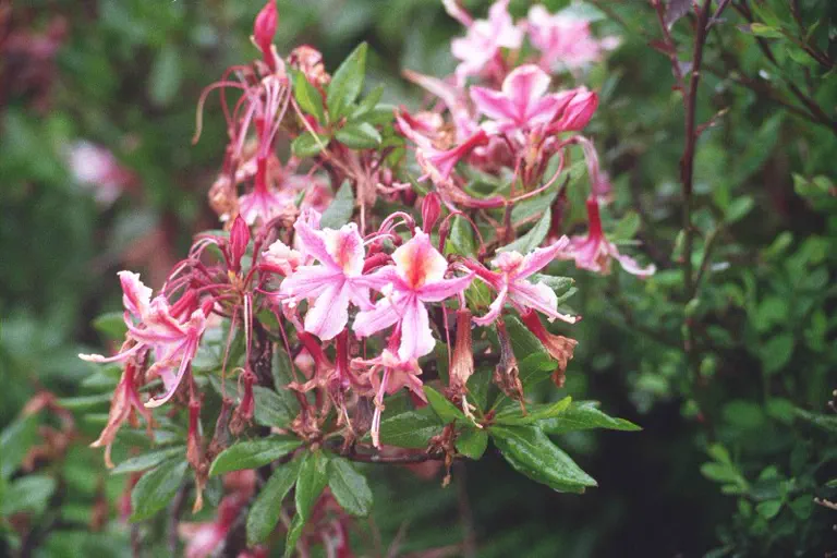 Photo of R. occidentale 'collectors nr. 3704', Deciduous Azalea Species Selection