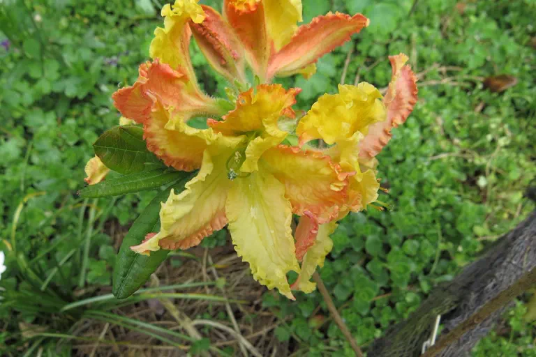 Photo of R. 'Caparo', Deciduous Azalea Hybrid