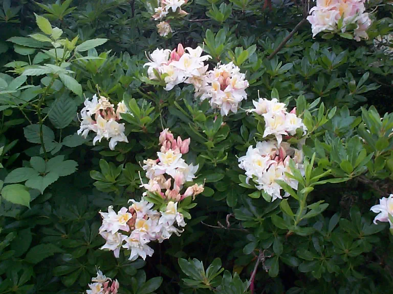Photo of R. 'Double Parfait', Deciduous Azalea Hybrid