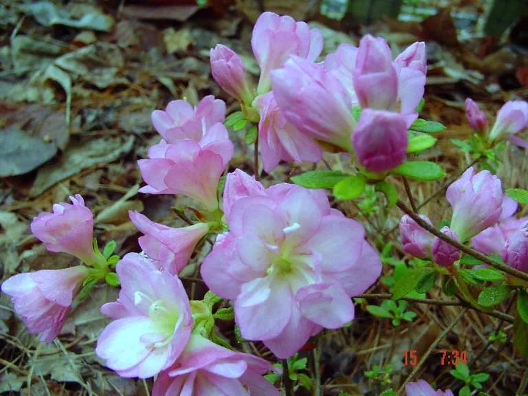 Photo of R. 'Itty Bitty', Evergreen Azalea Hybrid