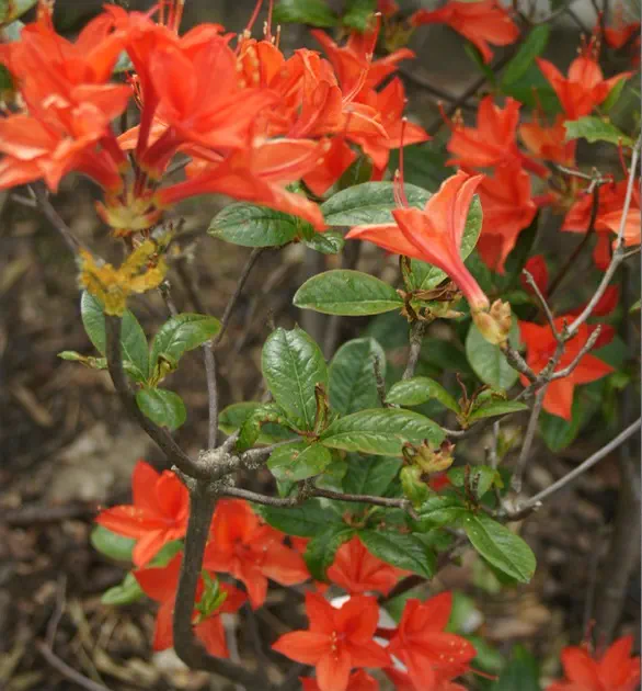 Photo of R. 'Carat', Deciduous Azalea Hybrid