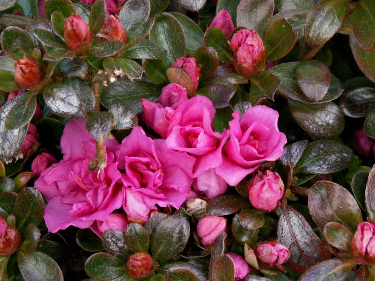Photo of R. 'Glendoick Dream', Evergreen Azalea Hybrid
