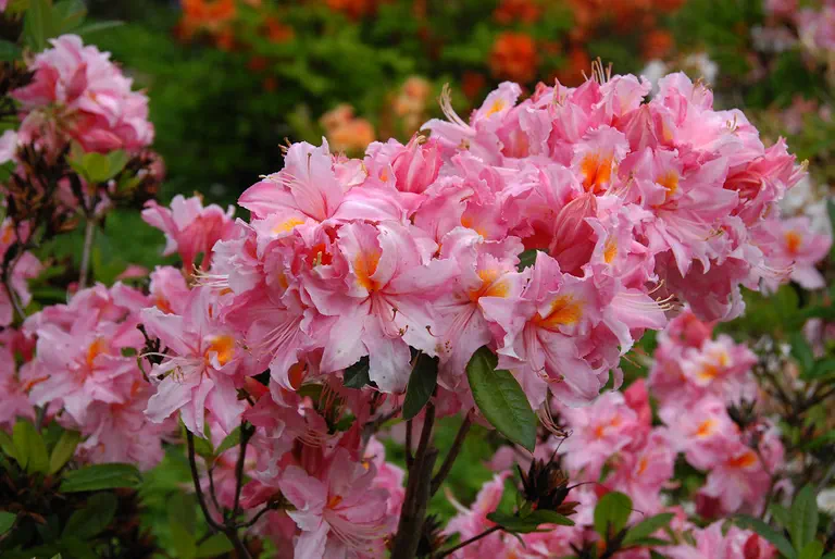 Photo of R. 'Raimunde', Deciduous Azalea Hybrid