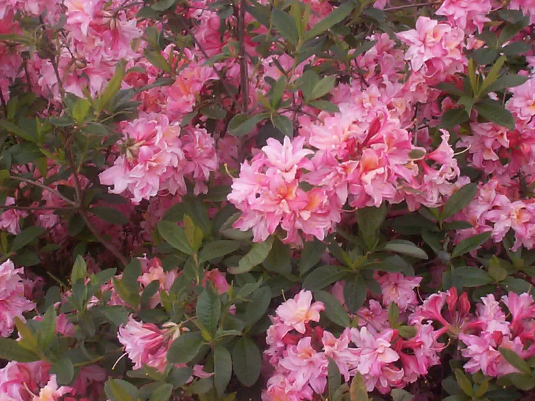 Photo of R. 'Maggie Brown', Deciduous Azalea Hybrid