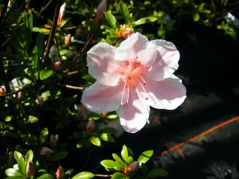 Photo of R. 'Cayenne', Evergreen Azalea Hybrid