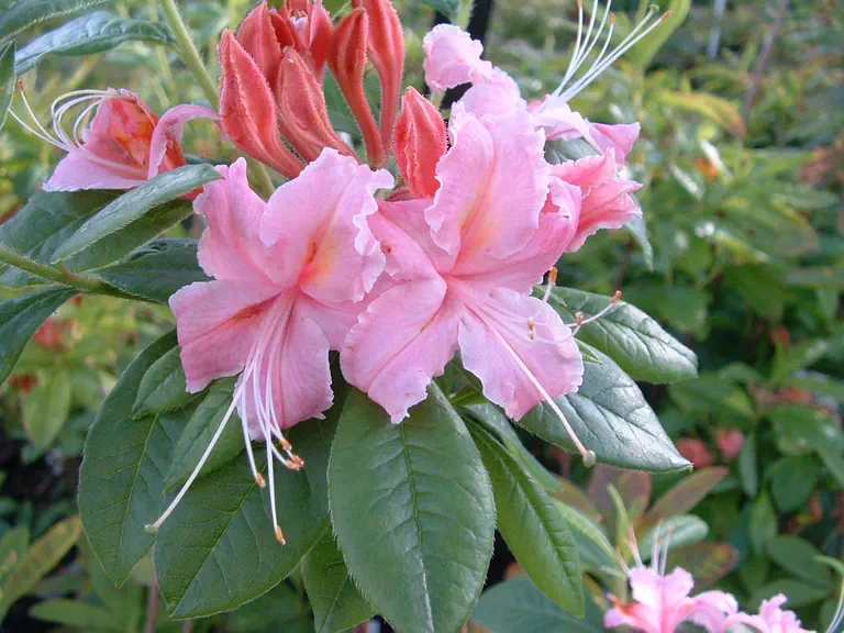 Photo of R. 'Cassley', Deciduous Azalea Hybrid