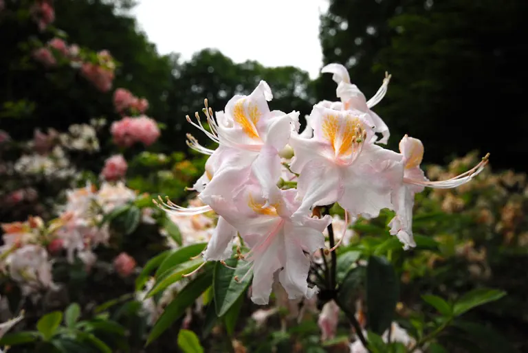Photo of R. 'Rosella', Deciduous Azalea Hybrid