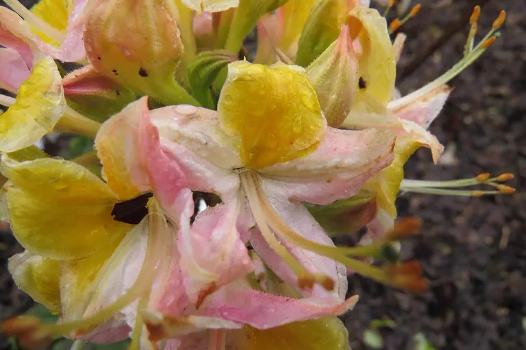 Photo of R. 'Gloire de Belgique', Evergreen Azalea Hybrid