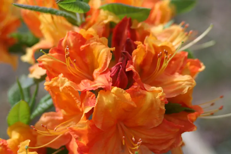 Photo of R. 'Goldtopas', Deciduous Azalea Hybrid
