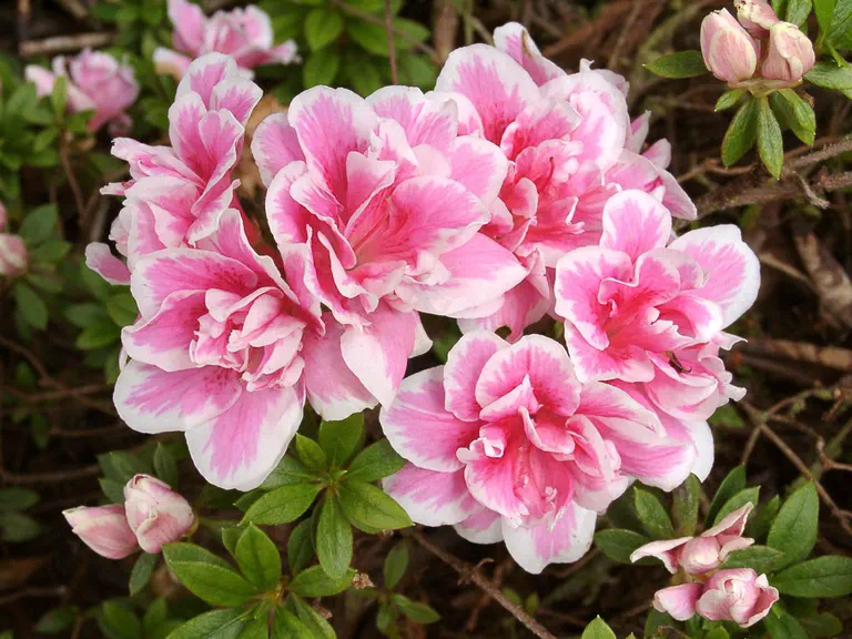 Photo of R. 'Eureka', Evergreen Azalea Hybrid