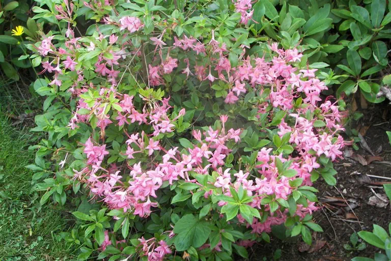 Photo of R. 'Pennsylvania', Deciduous Azalea Hybrid