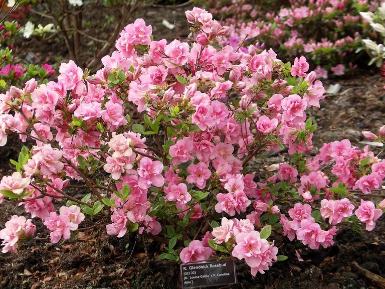 Photo of R. 'Glendoick Rosebud', Evergreen Azalea Hybrid