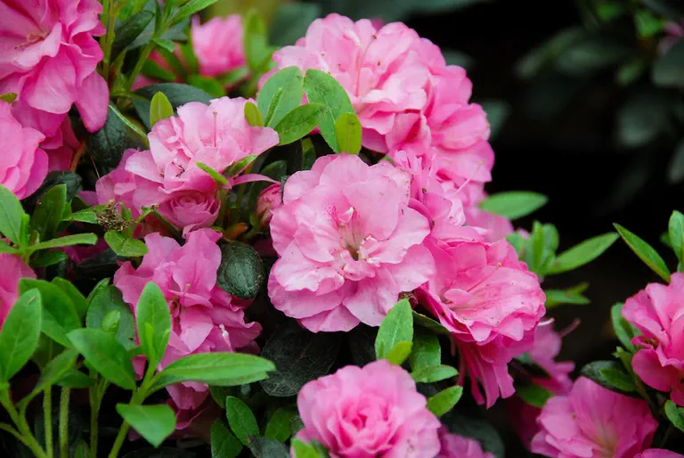 Photo of R. 'Rosinetta', Evergreen Azalea Hybrid