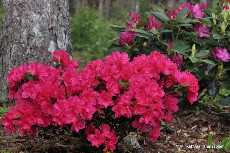 Photo of R. 'Gislinde', Evergreen Azalea Hybrid