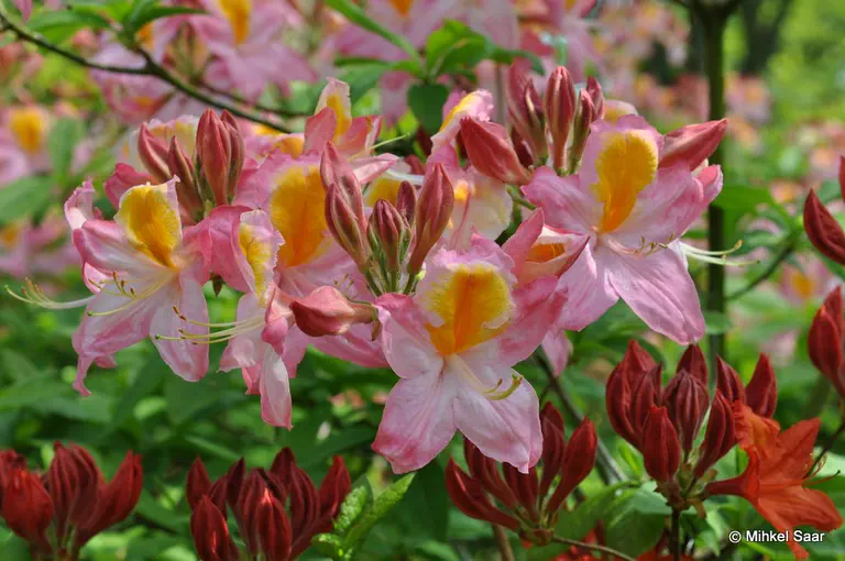 Photo of R. 'Polonaise', Deciduous Azalea Hybrid
