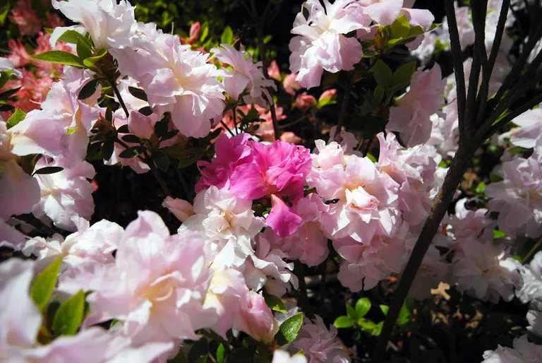 Photo of R. 'Mrs Nancy Dippel', Evergreen Azalea Hybrid