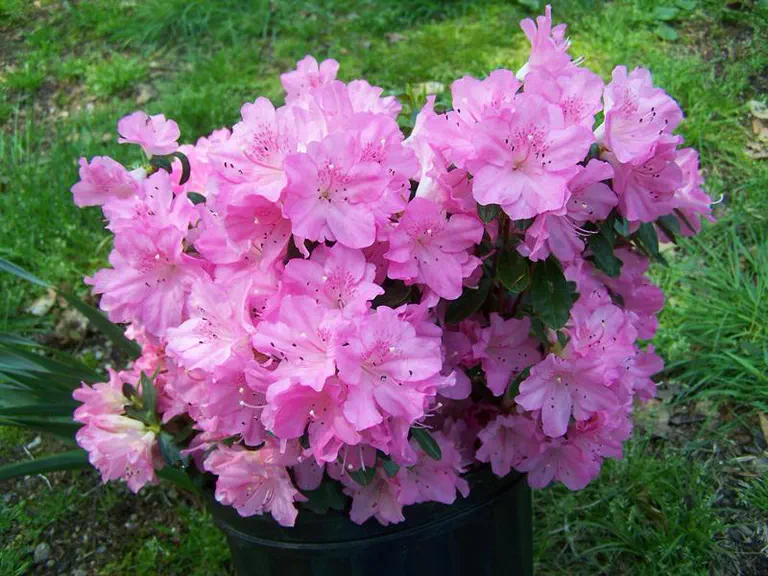 Photo of R. 'Sweet Sixteen', Evergreen Azalea Hybrid