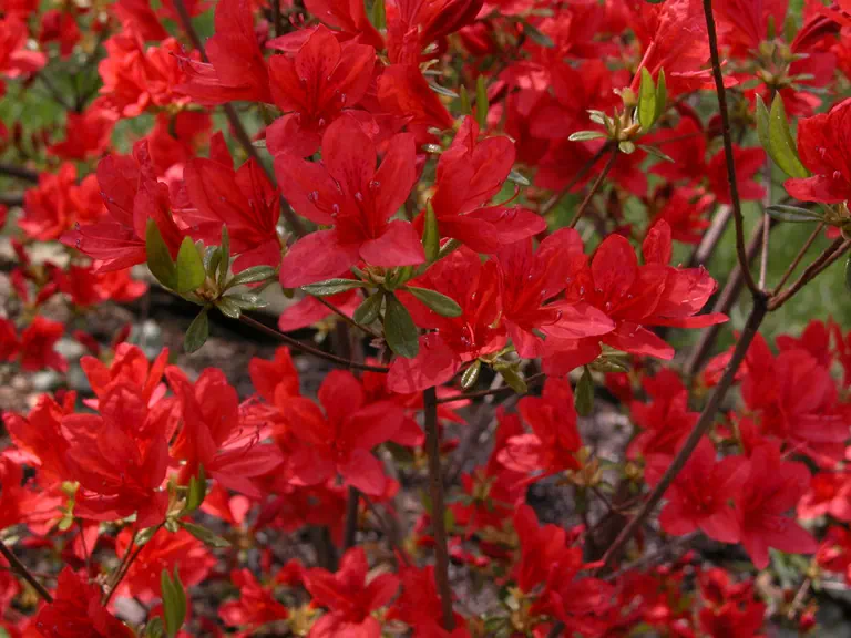 Photo of R. 'Sam', Evergreen Azalea Hybrid