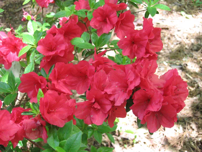 Photo of R. 'Hershey's Red', Evergreen Azalea Hybrid