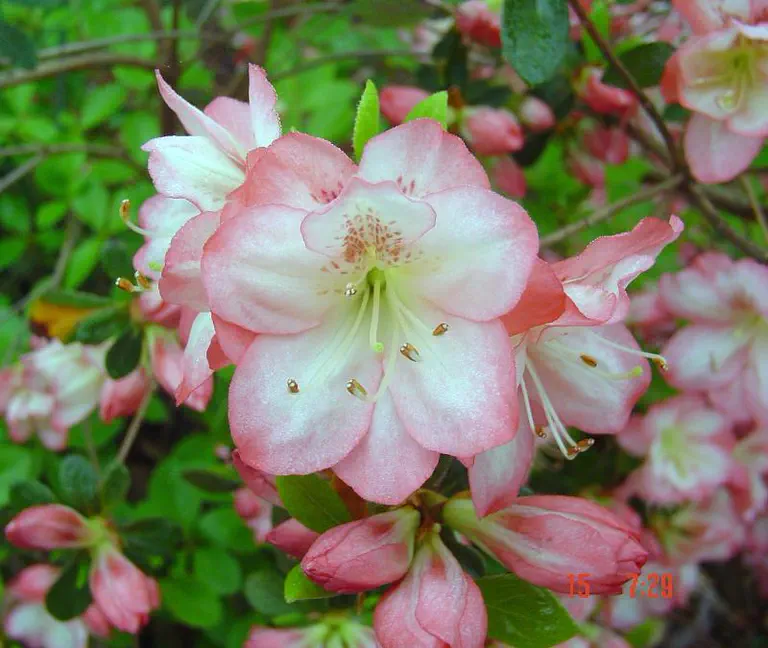 Photo of R. 'Phyllis Jean', Evergreen Azalea Hybrid