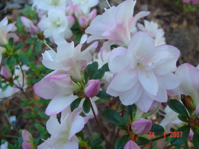 Photo of R. 'Teeny Weeny', Evergreen Azalea Hybrid