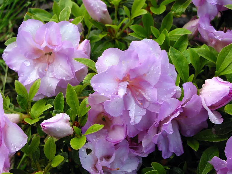 Photo of R. 'Mary Ellen Thomson', Evergreen Azalea Hybrid