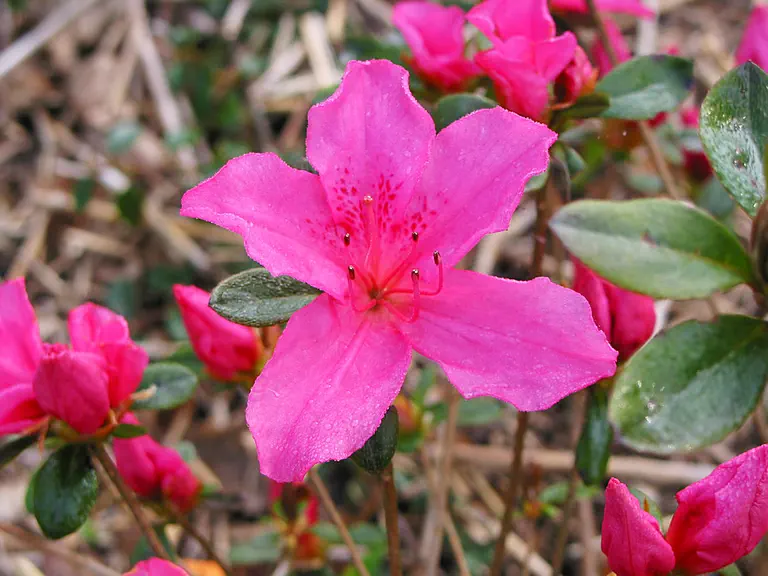 Photo of R. 'Abigail Adams', Evergreen Azalea Hybrid