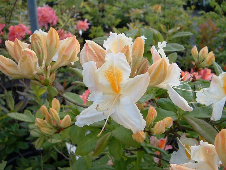 Photo of R. 'Tinsmith', Deciduous Azalea Hybrid
