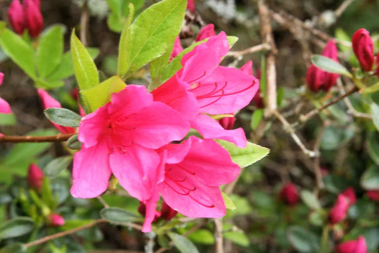 Photo of R. 'Red Emperor', Evergreen Azalea Hybrid