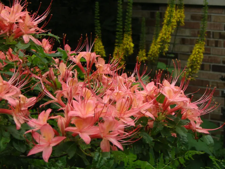 Photo of R. 'July Jubilation', Deciduous Azalea Hybrid