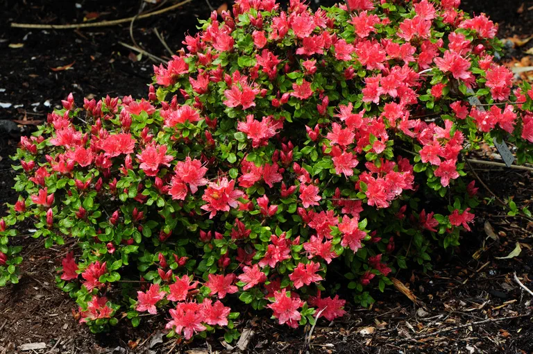Photo of R. kiusianum var kiusianum 'Beni-chidori', Evergreen Azalea Species Selection