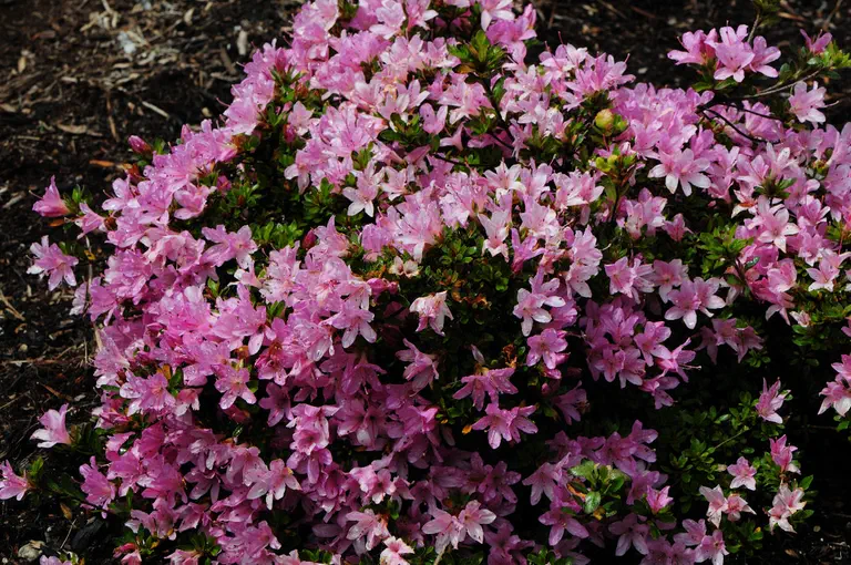 Photo of R. kiusianum var kiusianum 'Miyama-kikoshi', Evergreen Azalea Species Selection